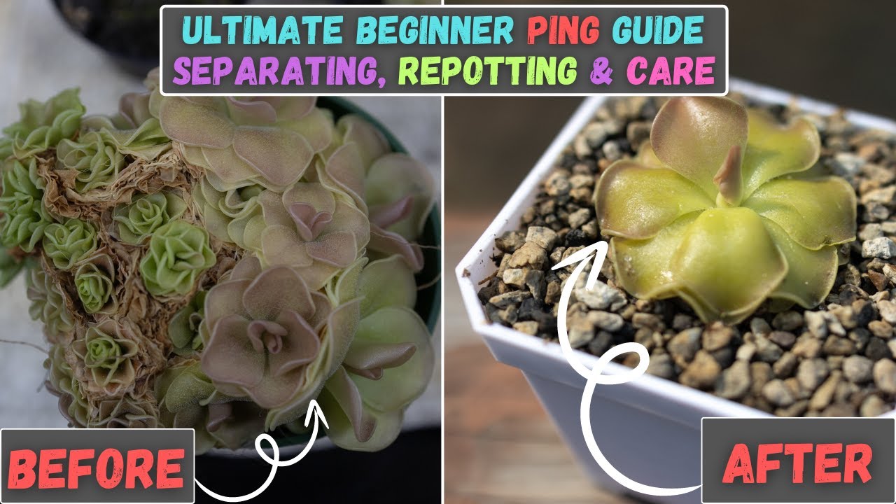 Ultimate Pinguicula Mexican Butterwort Beginner Care Guide - Separating, Repotting & Ping Care