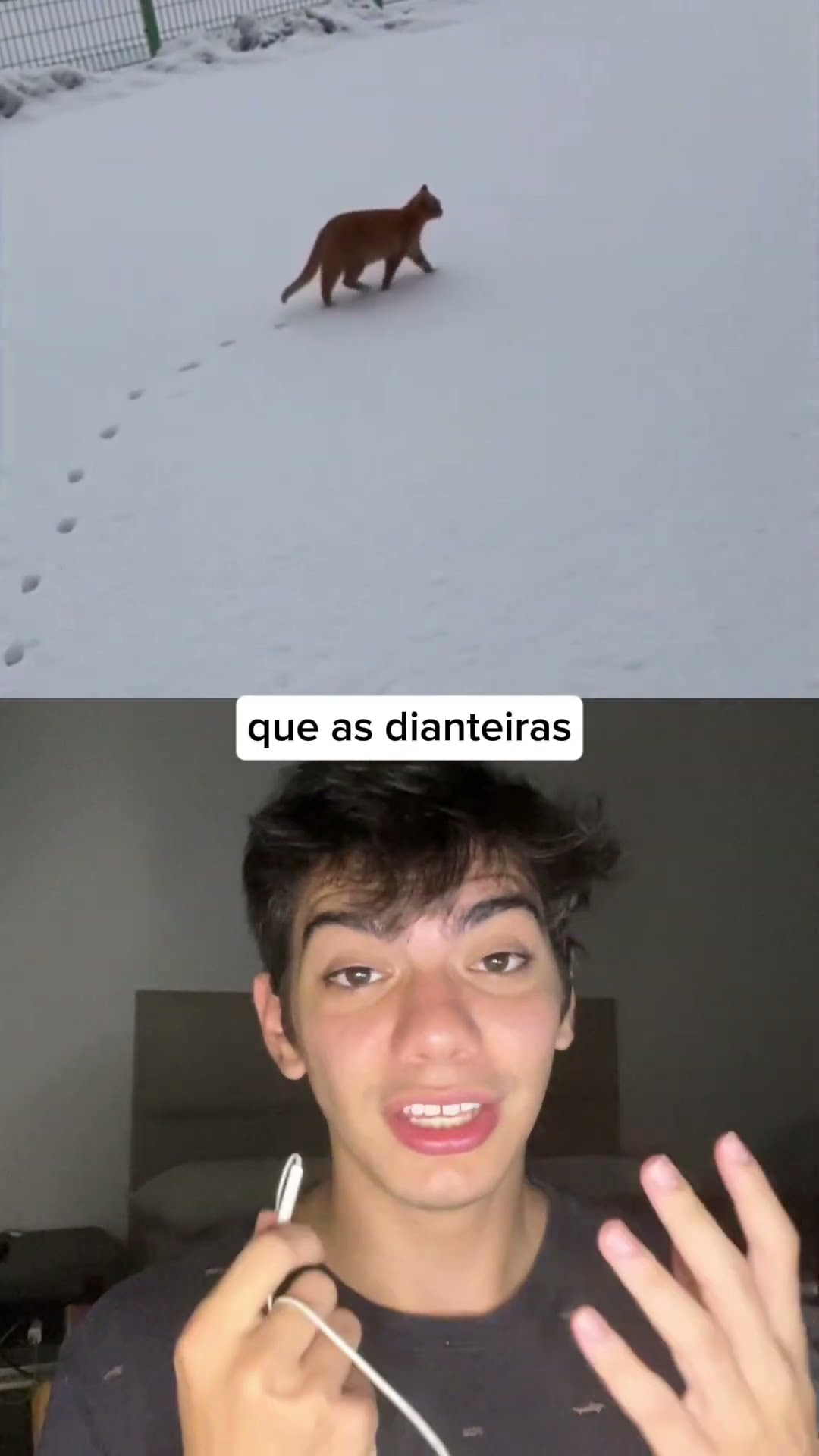 Os gatos pisam as patas traseiras no mesmo lugar que as dianteiras! ? Já sabia disso? ?