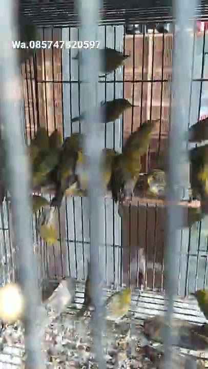 pleci grosiran harga jungkir #085747820597 kudus