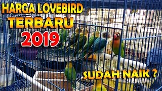 harga lovebird terbaru 2019 || BAMIS LOVEBIRD farm