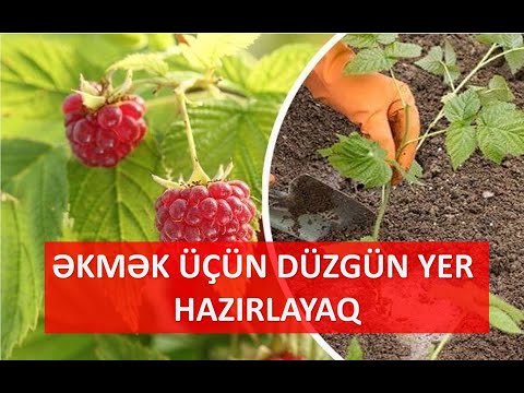 Video: Moruq bitkilərini necə yığmaq olar: Təzə moruq yığmaq üçün məsləhətlər