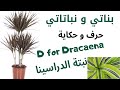 حرف و حكاية - دليل العناية الكامل  لنبتة الدراسينا - Dracaena plant care