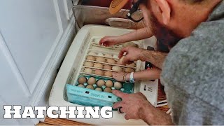 Let's Hatch Some EGGS! Silkie & Sebright Chicken Eggs Going In The Incubator (The Farm Life)