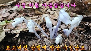 제 1021회 2024 5 30 표고버섯 산행과 예쁜 수정난초도 만나고 왔습니다