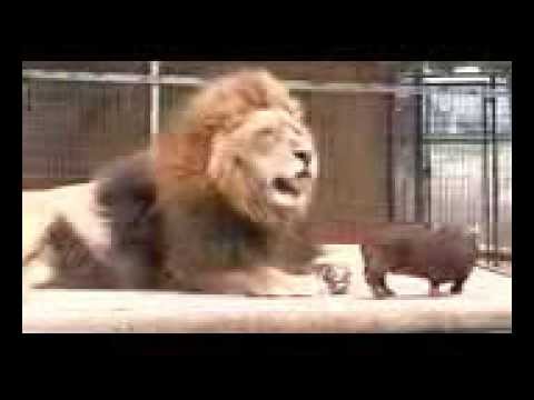 Copie De Un Lion Pede Qui Fait L Amour Avec Un Chien Youtube Copie De Un Lion Pede Qui Fait L Amour Avec Un Chien Youtube