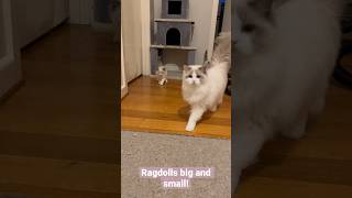 Ragdoll Cats Big And Small