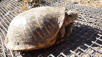 Hibernation of Box Turtles