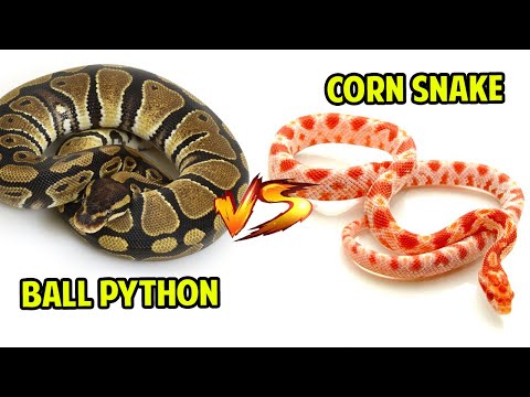 Video: Apakah ball python adalah colubrid?