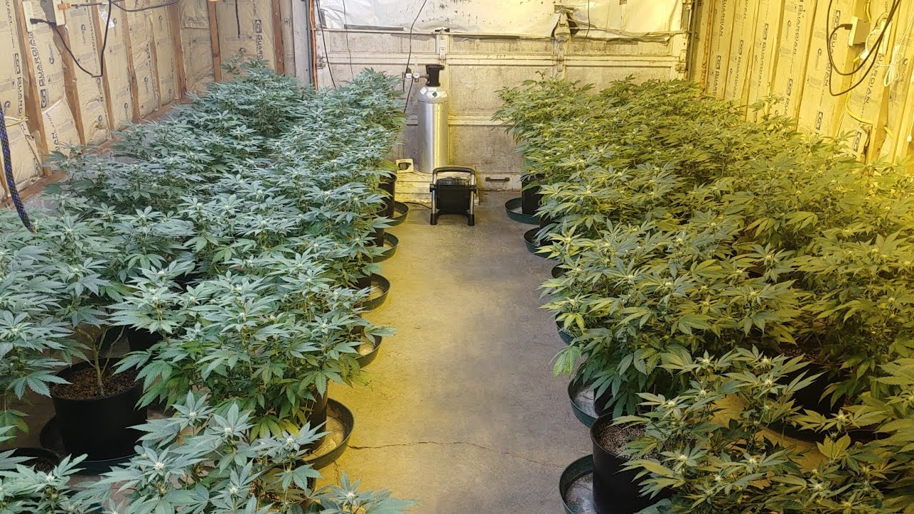 MarsHydro FCE4800 VS 600w Hps. Week 3 Leaf Strip.