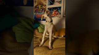 Borzoi puppy enjoying music, until the cat shows up