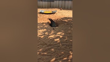 Dông cát, Dông thịt, Dông giống, Dông con, kỳ nhông cát, Dông giống lh 0909373211