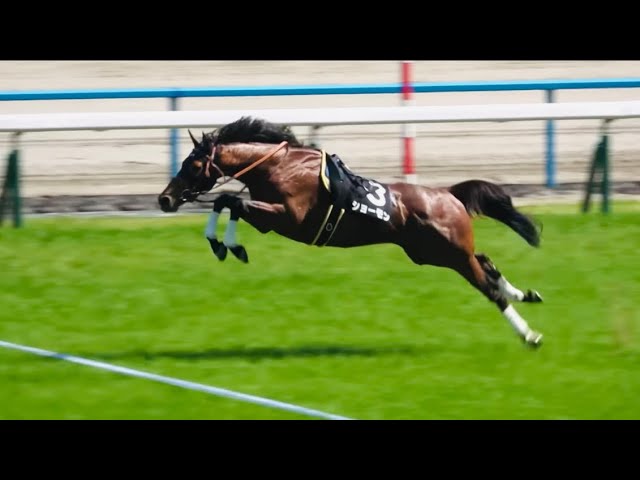 2012年 マイルチャンピオンシップ（GⅠ） | サダムパテック | JRA公式