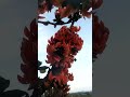 Flowers bestvoice trees douk red