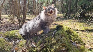 Happy cat // Spring day // Forest cat! by Cat House 132 views 3 years ago 9 minutes, 6 seconds