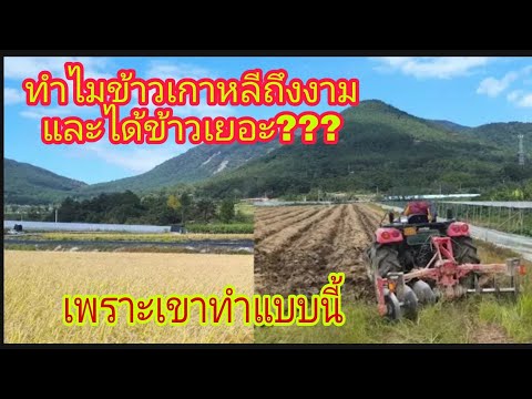 เริ่มต้นการทำนาของชาวนาเกาหลีEP1ไถกลบฟางเป็นปุ๋ยหมักชั้นยอด