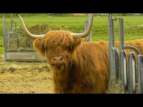 Video: Hvad er fordelene ved rotationsgræsning?