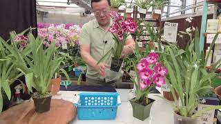 Norman Fang Live! Episode 54  The Secrets of Growing Miltoniopsis (Pansy) Orchids