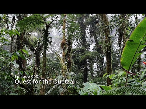 The Quest for the Quetzal - Birding in Reserva Santa Elena, Costa Rica