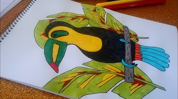 HOW TO DRAW A TOUCAN (KEEL-BILLED)