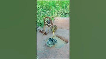 EASY simple quails trap / Underground quails trap #shorts