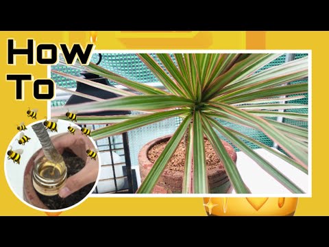 วีดีโอ: Chlorophytum หงอน (30 ภาพ): ดูแลดอกไม้ที่บ้านพันธุ์ Vittatum - แชมป์ในการฟอกอากาศ