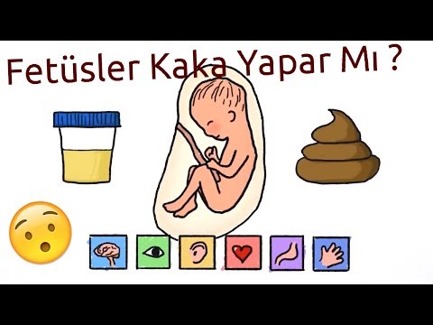 İlk Kakamızı Ne Zaman Yaparız ? Fetüsler Kaka Yapar Mı ?