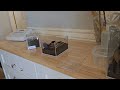 Pterinochilus murinus (Orange Baboon Tarantula) rehoming