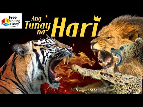 BAKIT TIGER ANG KING OF THE JUNGLE | Tiger VS LION, CROCODILE & BEAR