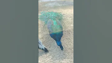 Сколько живёт павлин-мавлин ?