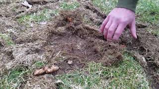 Vole Damage