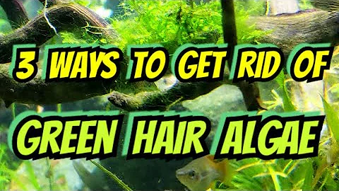 how to get rid of filamentous algae