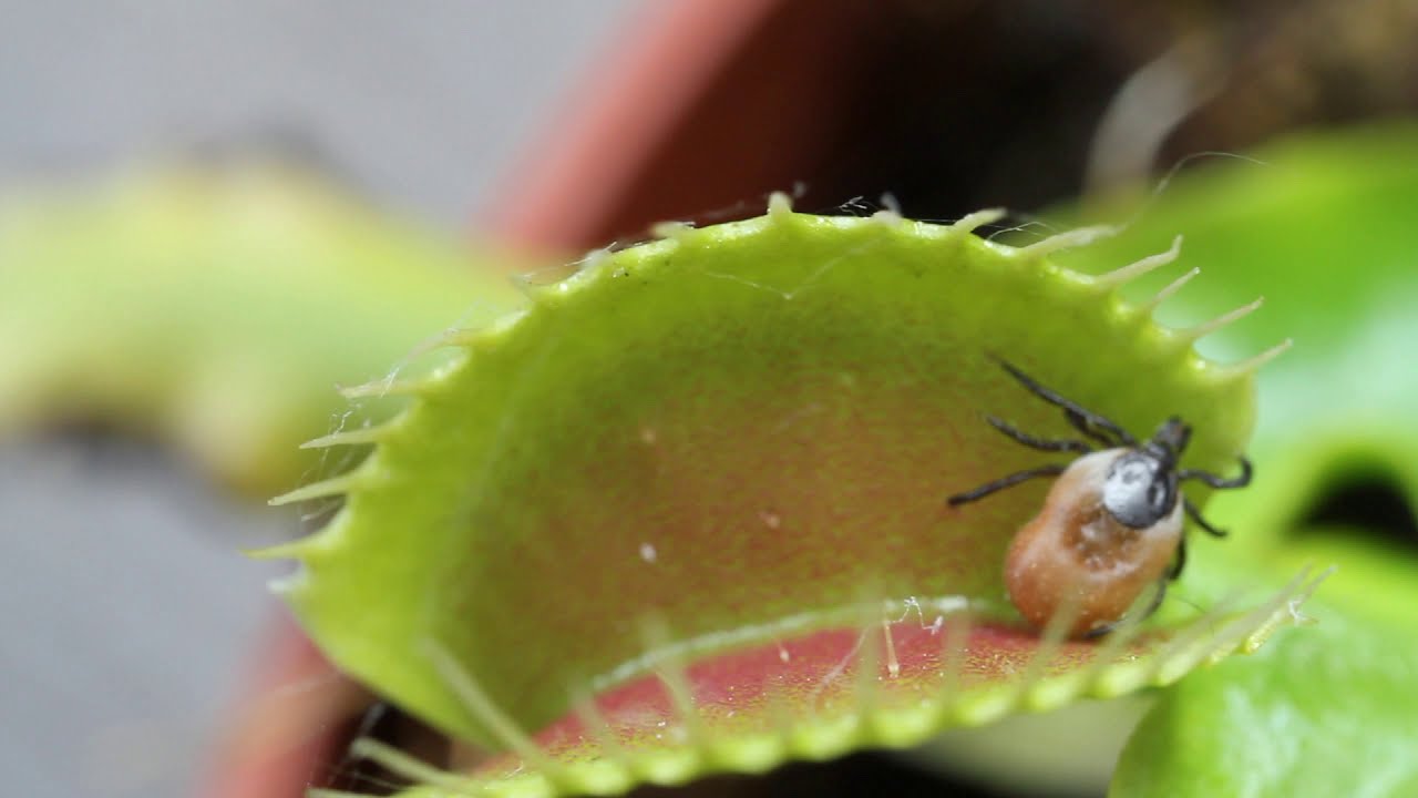Venus Flytrap Feeding   (Macro shot with Canon EOS 7D + MPE-65)