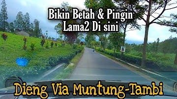 DIENG VIA TAMBI, Jalan Terindah Kebun TEH TAMBI, Jalur Muntung Temanggung - Dieng