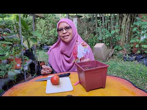 Video: Kerja-kerja berkebun: menanam anak benih tomato di dalam tanah