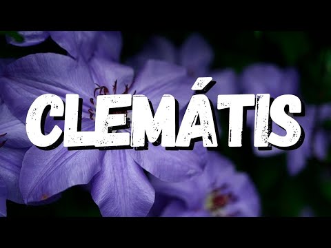 Vídeo: Flores de clematis para o verão: aprenda sobre as variedades de clematis de floração de verão