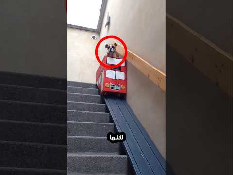 صنعت له مصعدا بطريقتها الخاصة