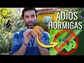 ADIÓS HORMIGAS: combate su HORMIGUERO CON NARANJAS (fungicida penicillium) || en20metros