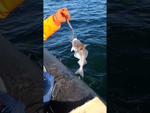 Отличная Морская ПИКША