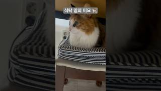 식탁 밑의 미묘  Under the table