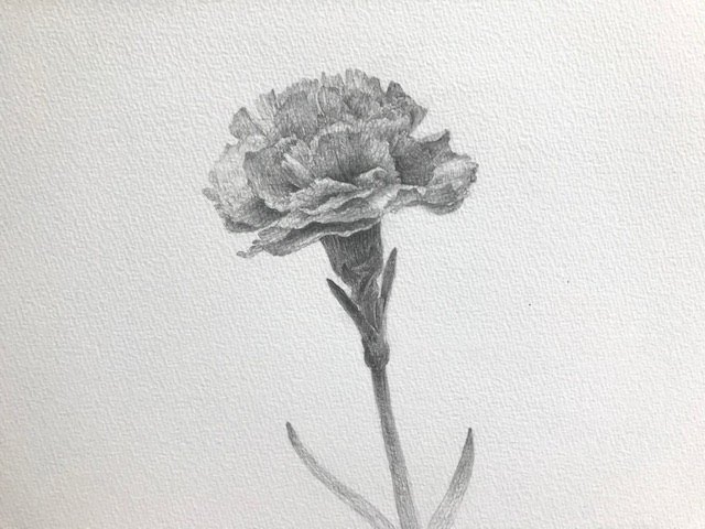 デッサン 花 Beginner's Drawing Course - Drawing Flowers - Carnation 2/3
