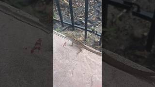 Subscribe if you like the Lizard 👹#funny #skit #shorts #viral