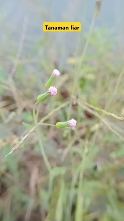 #bunga #nature
