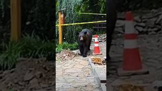 Livestreamer comes face to face with a Bear in Gatlinburg TN #blackbear