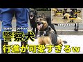 警察犬のオフショットが可愛すぎる!! 警視庁 千葉県警 警察犬特集!! Very cute!! Japanese police dogs