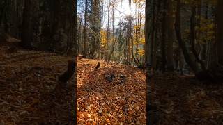 Dağlarda Meşelerde 🍂🍁