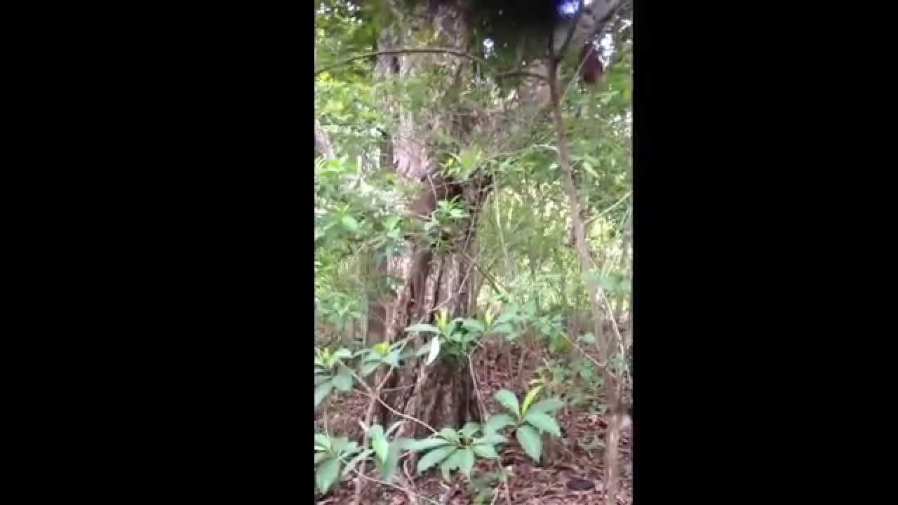 Komodo Dragon climbing a tree at Komodo National Park, Indonesia - YouTube