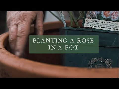 Video: Potted rose: photo, cultivation and care at home