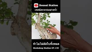 ทำไมไม่ตัดใบทิ้งหมด #bonsaithai #บอนไซไทย #bonsai #bonsaiwork #bonsaithailand #บอนไซมือใหม่ #บอนไซ