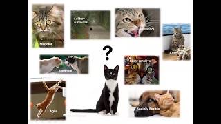 Desperate housecats - the indoor/outdoor debate by Feline Friends Academy 627 views 5 years ago 39 minutes