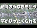 昼間のうなぎ釣り竿がひったくられるやつきた#うなぎ釣り#天然うなぎ#マニアフィッシング